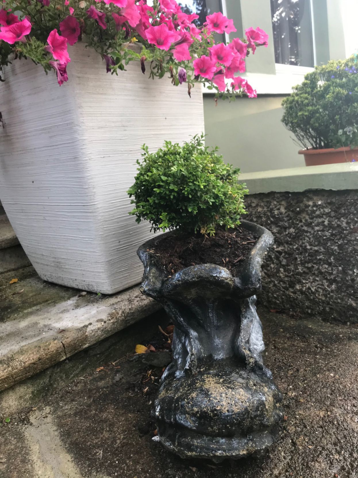 Planter at bed and breakfast in Cork